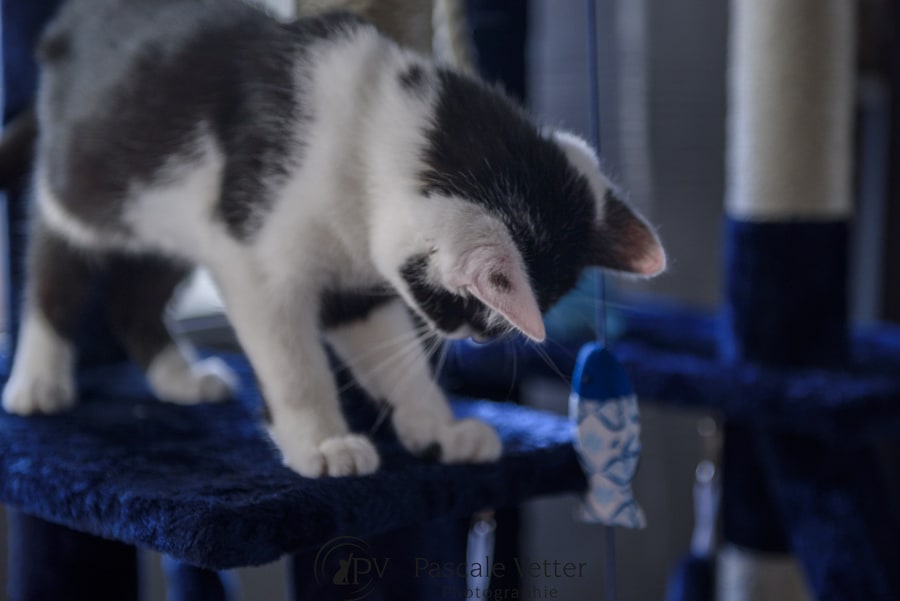Pascale-Vetter-Photographie-Portraitiste-animalier-séance-chat-Europeen