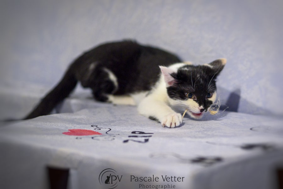 Pascale-Vetter-Photographie-Portraitiste-animalier-séance-chat-Europeen