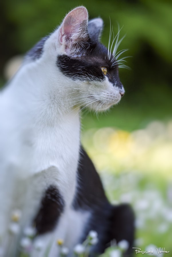 Pascale-Vetter-Photographie-Portraitiste-animalier-séance-chat-Europeen
