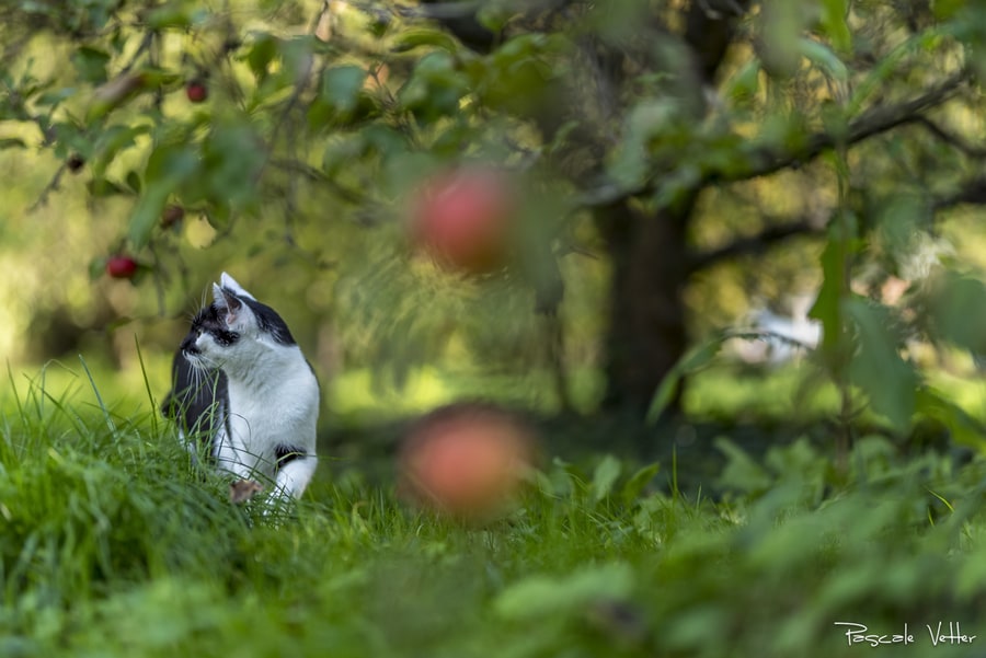 Pascale-Vetter-Photographie-Portraitiste-animalier-séance-chat-Europeen