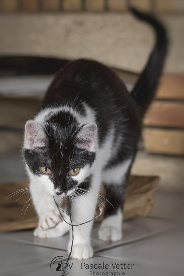 Pascale-Vetter-Photographie-Portraitiste-animalier-séance-chat-Europeen