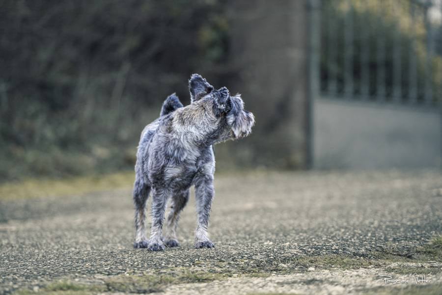 Galerie photo chiens