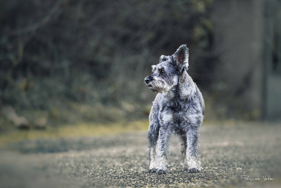 Galerie photo chiens