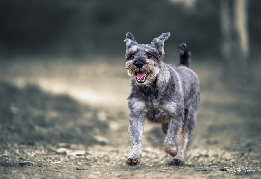 séance chien extérieur