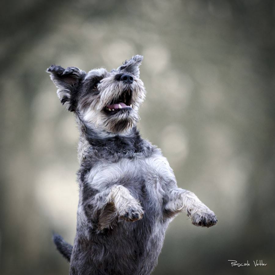 Galerie photo chiens