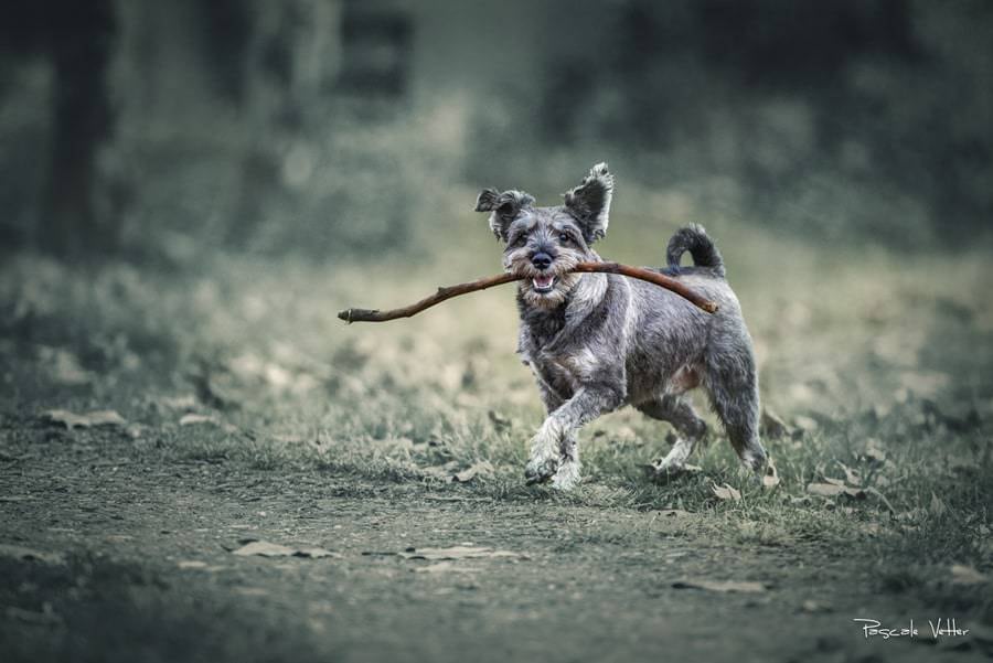 Séance photo chien