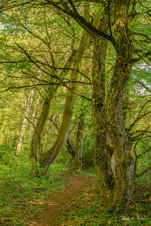 4 lieux de promenade idéals pour une séance photos avec son chien et sa famille en Alsace