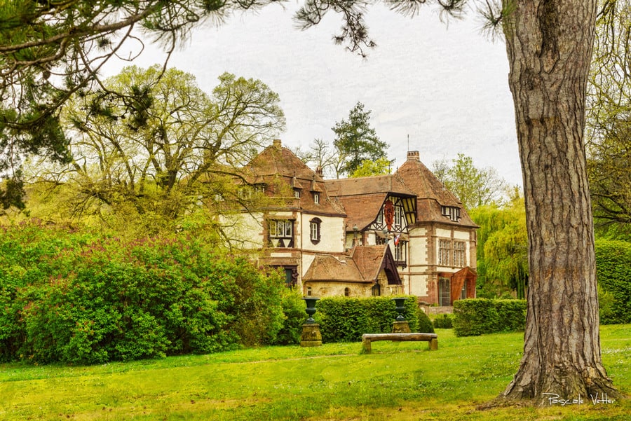 4 lieux de promenade idéals pour une séance photos avec son chien et sa famille en Alsace