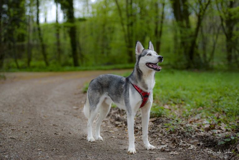 4 lieux de promenade idéals pour une séance photos avec son chien et sa famille en Alsace