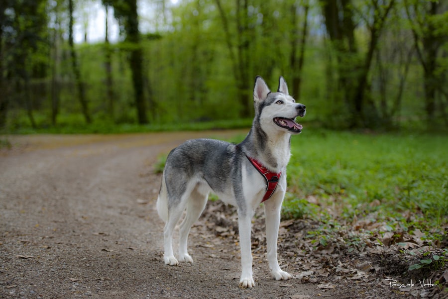 4 lieux de promenade idéals pour une séance photos avec son chien et sa famille en Alsace