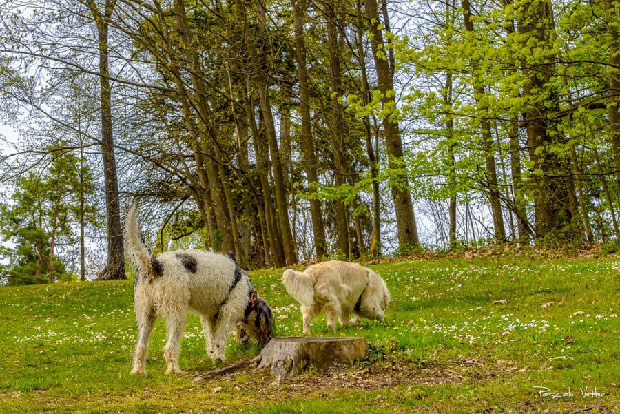 4 lieux de promenade idéals pour une séance photos avec son chien et sa famille en Alsace