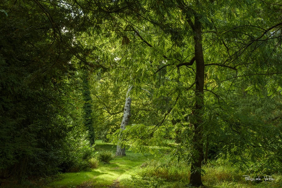 4 lieux de promenade idéals pour une séance photos avec son chien et sa famille en Alsace