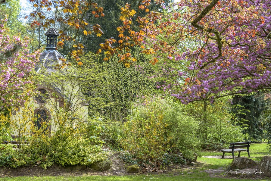 4 lieux de promenade idéals pour une séance photos avec son chien et sa famille en Alsace