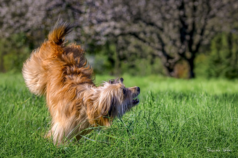 chien-Pascale Vetter Photographe animalier extérieur Obernai