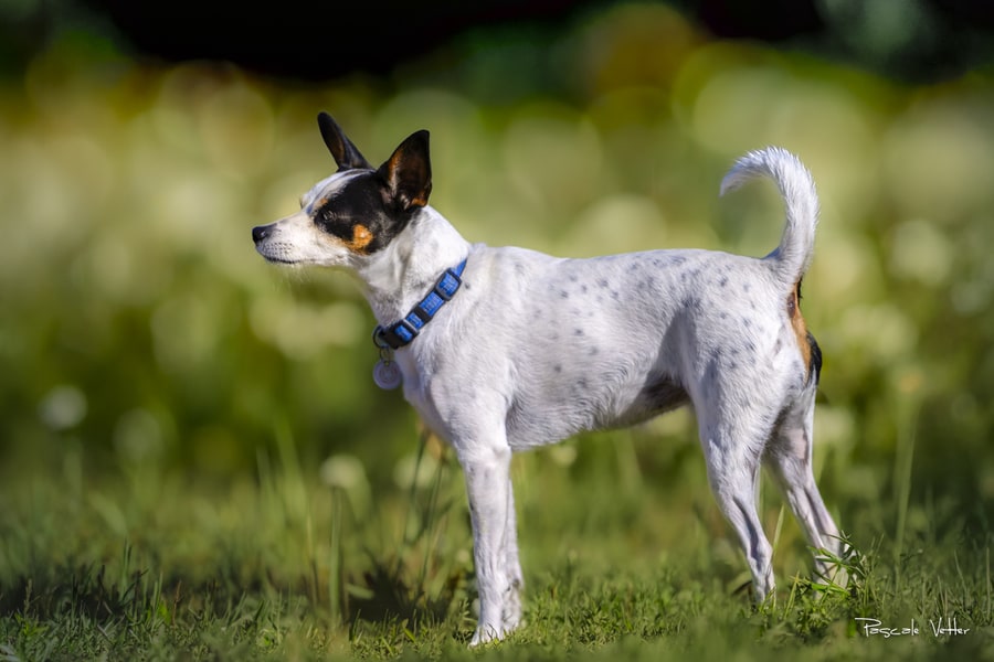 Pascale Vetter Photographe animalier extérieur Obernai