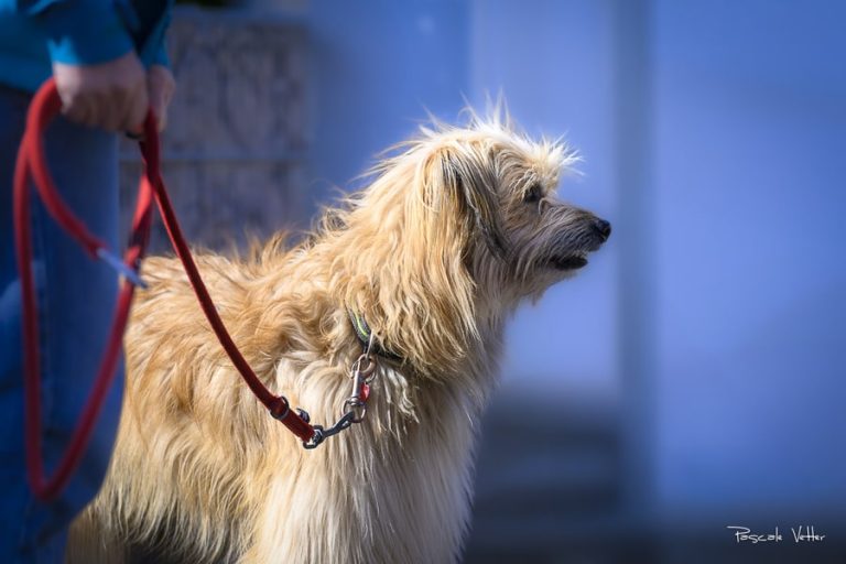 Prendre le train avec son chien
