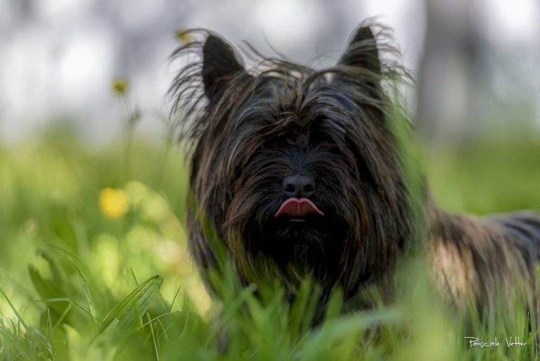 cairn terrier-pascale-vetter