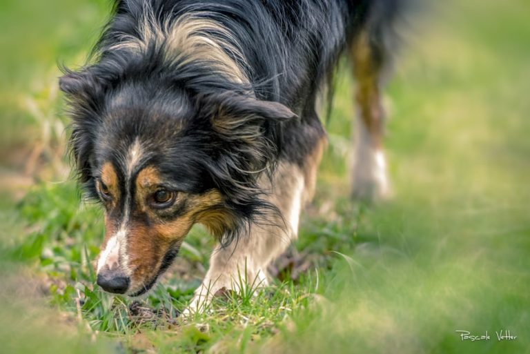 Cavage-Pascale-Vetter-Photographie