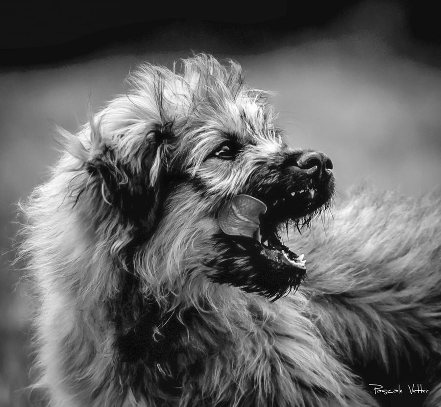 Cavage-Pascale-Vetter-Photographie