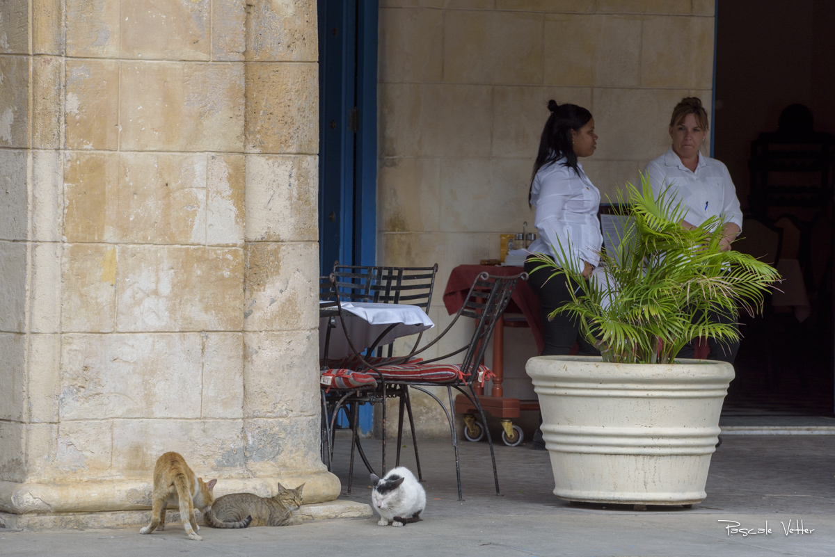 chien-et-chat-cuba-pascalevetter