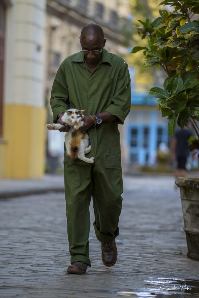 chien-et-chat-cuba-pascalevetter