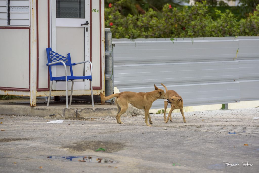 chien-et-chat-cuba-pascalevetter
