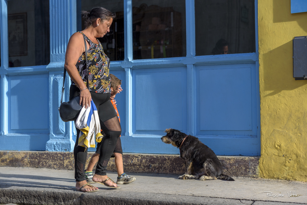 chien-et-chat-cuba-pascalevetter