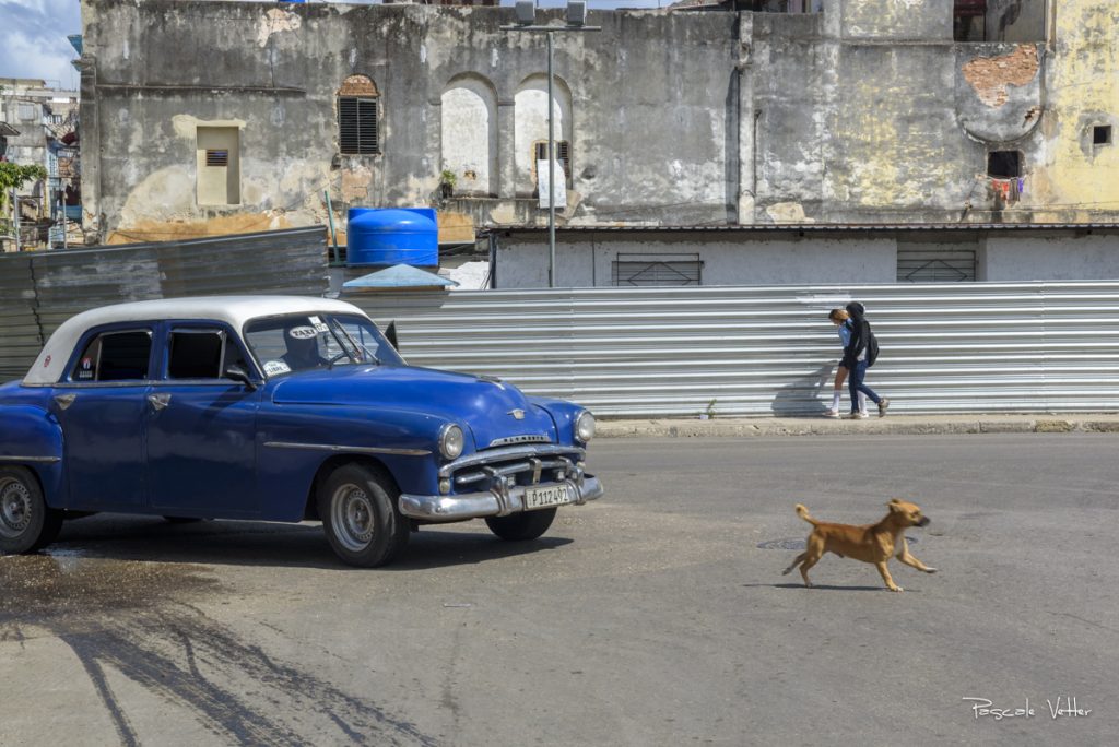 chien-et-chat-cuba-pascalevetter