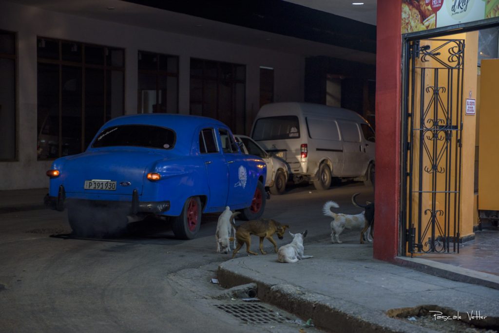 chien-et-chat-cuba-pascalevetter