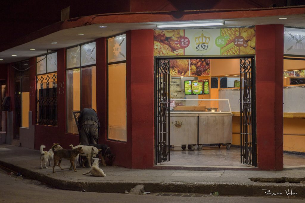 chien-et-chat-cuba-pascalevetter