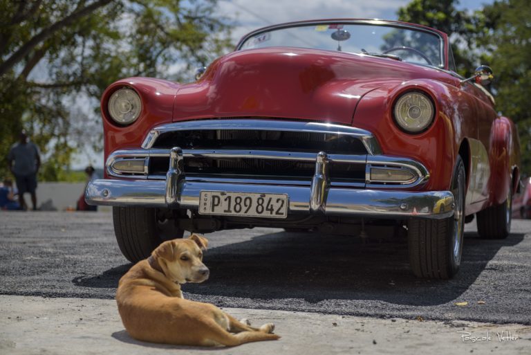 chien-et-chat-cuba-pascalevetter