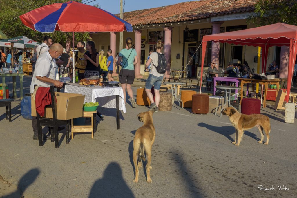 chien-et-chat-cuba-pascalevetter