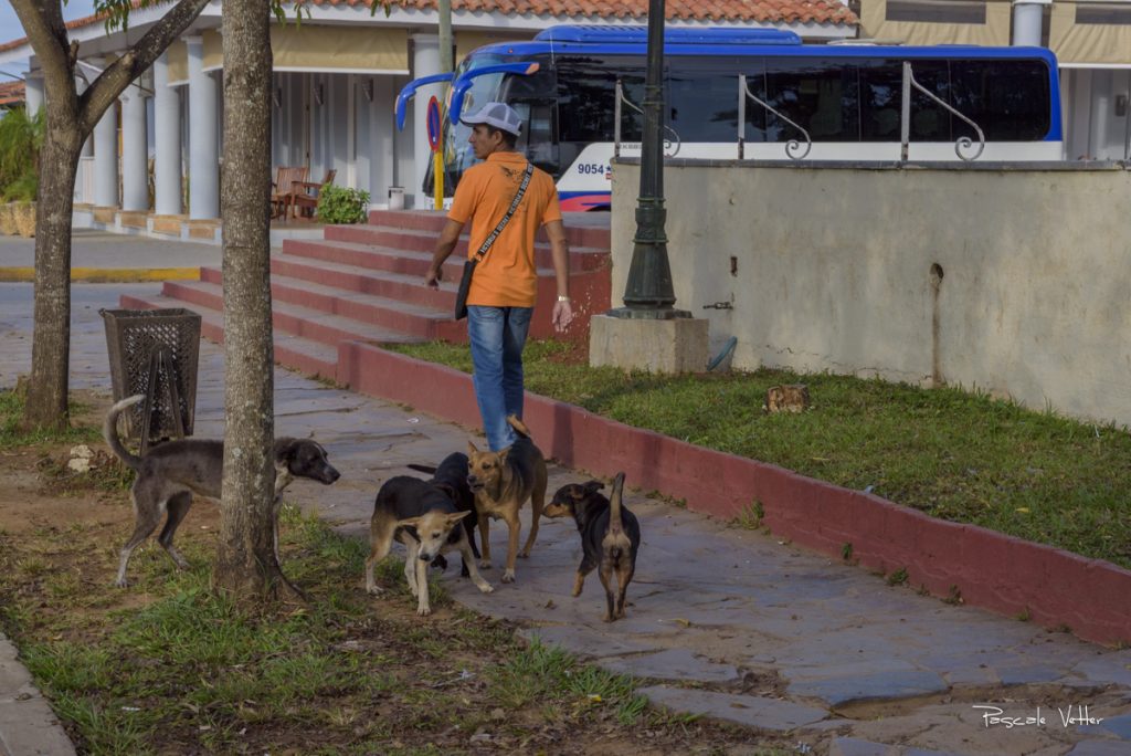 chien-et-chat-cuba-pascalevetter