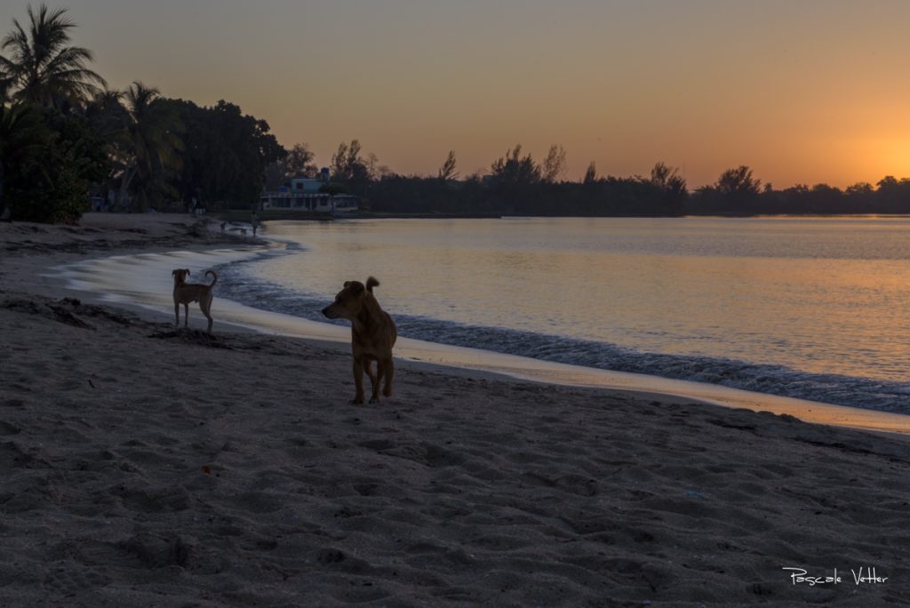 chien-et-chat-cuba-pascalevetter