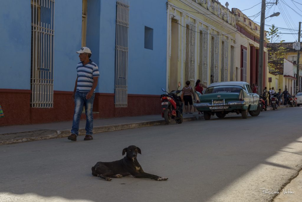 chien-et-chat-cuba-pascalevetter