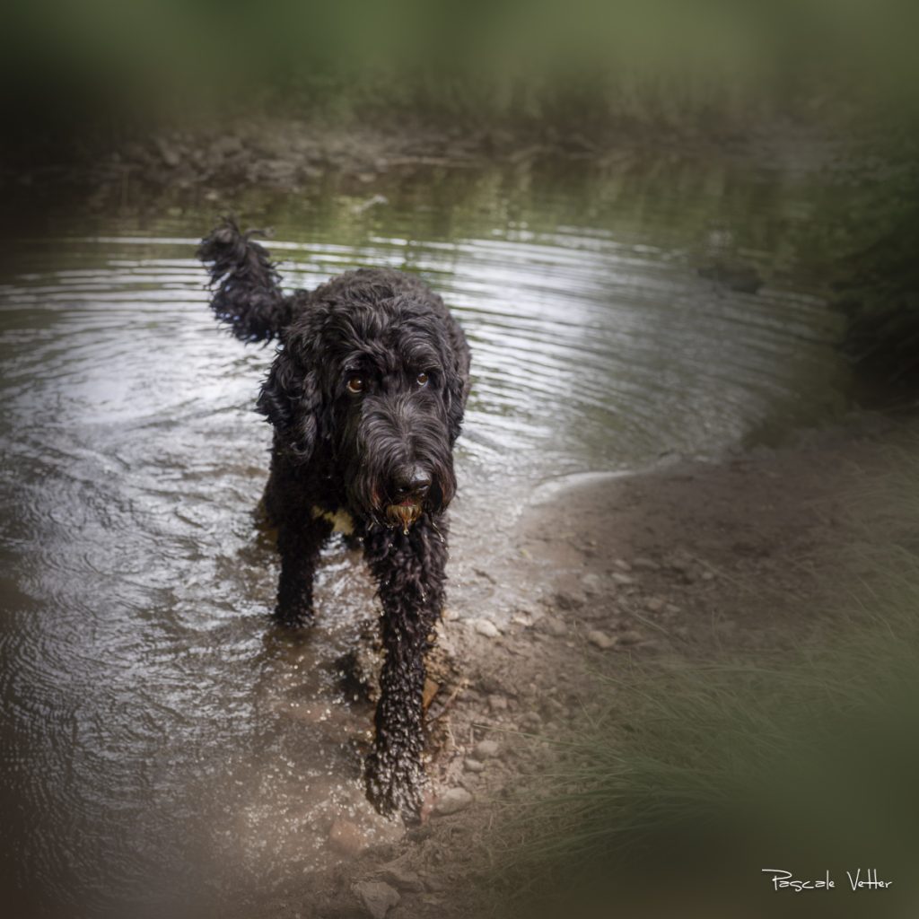 Zacky-chien d'eau-Pascale Vetter Photographie