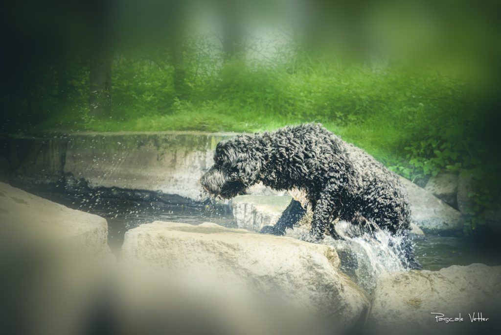 Zacky-chien d'eau-Pascale Vetter Photographie