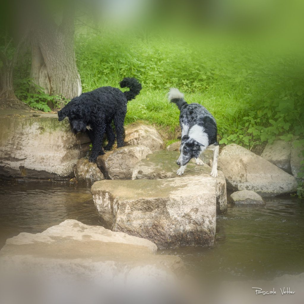 Zacky-chien d'eau-Pascale Vetter Photographie