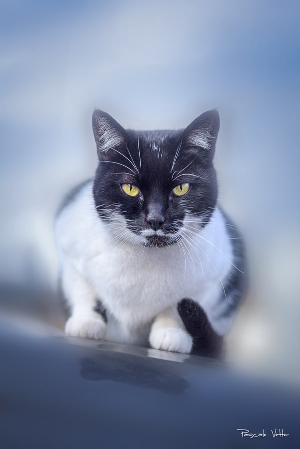Galerie photos chats
