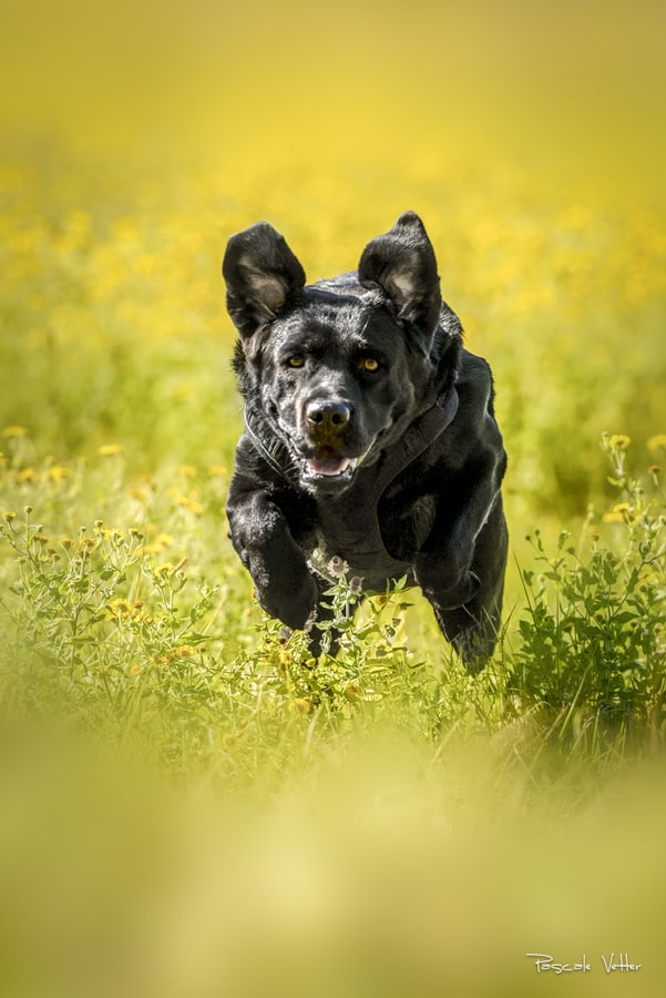 Pascale-Vetter-Photographie-Portraitiste-animalier-chien-strasbourg-labrador