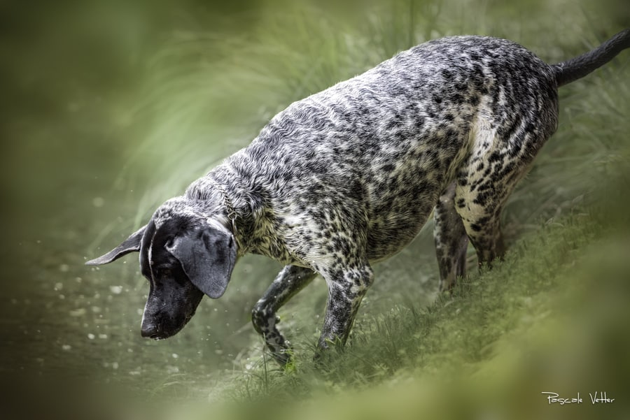 Pascale Vetter Photographie