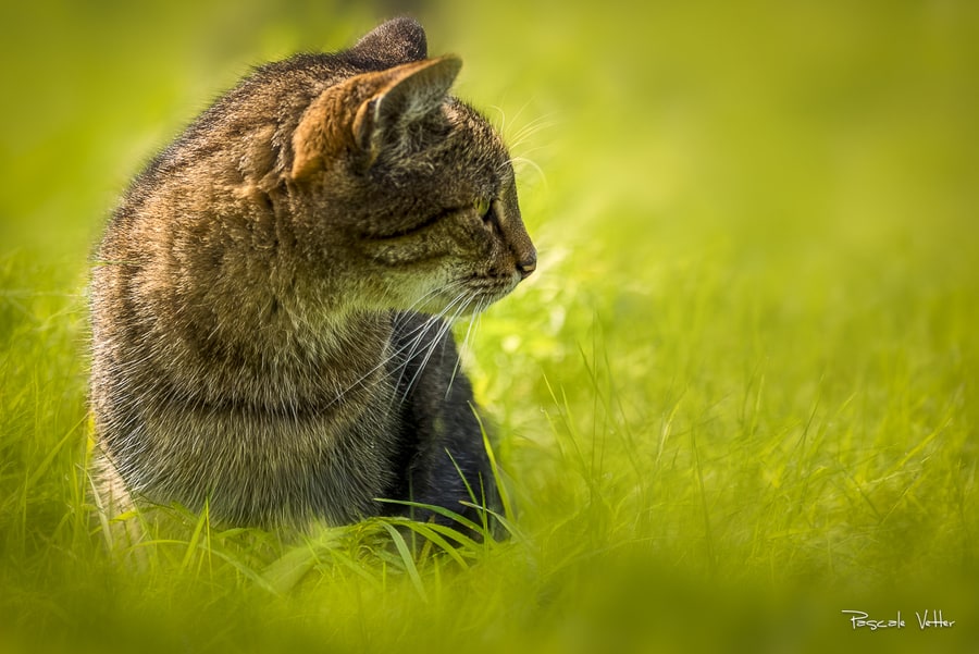 pascale vetter photographie galerie chat