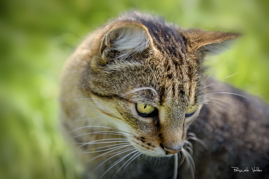 journée internationale des chats