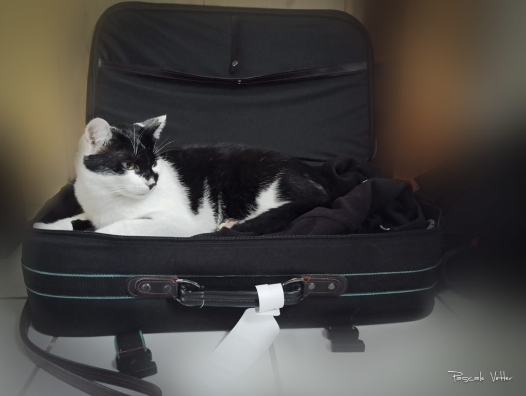 Partir en vacances avec son animal