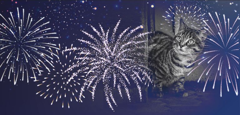 Feux d'artifice Piwi