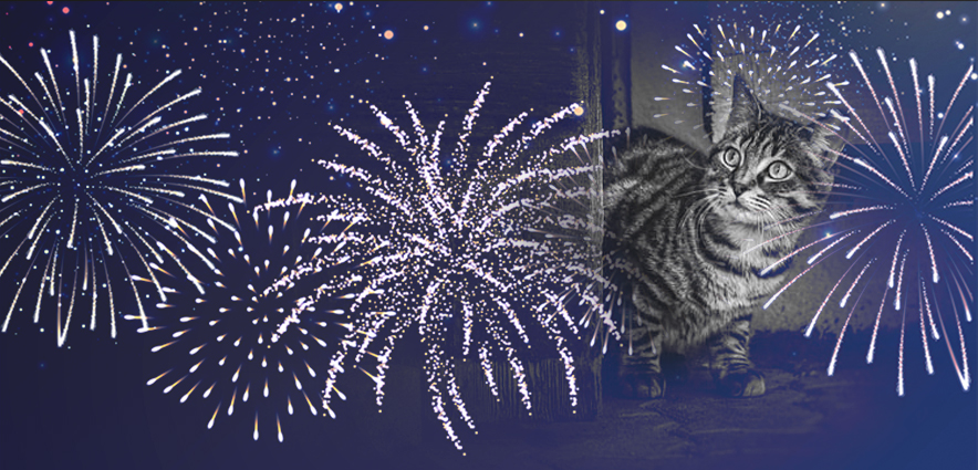 Feux d'artifice Piwi