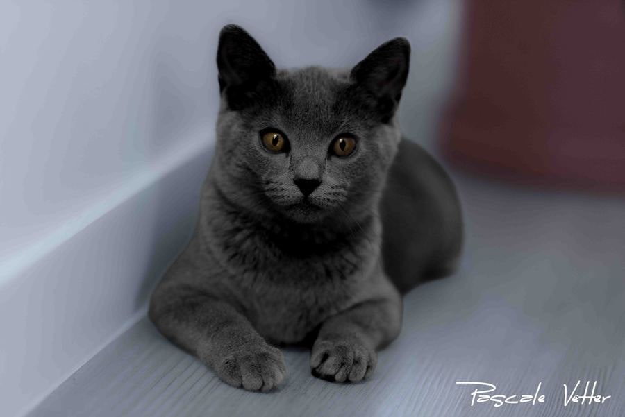 Bérénice, une jeune Chartreuse au regard d’or