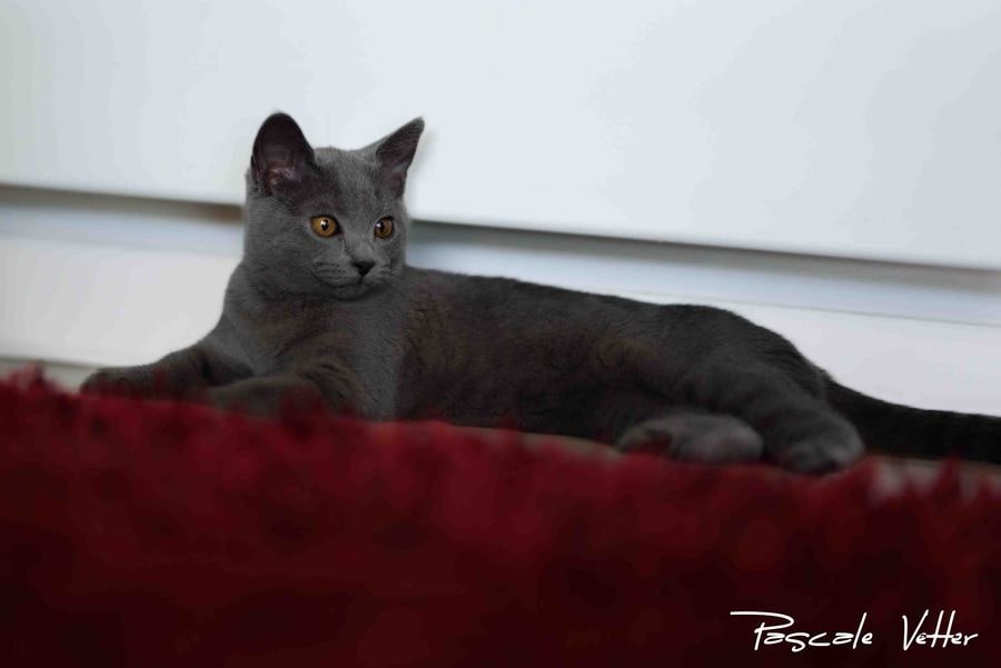 Bérénice, une jeune Chartreuse au regard d’or
